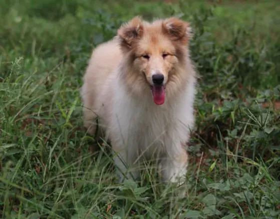 苏格兰牧羊犬|苏格兰牧羊犬最正确的喂养方法你掌握了吗