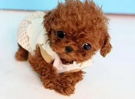 泰迪犬|泰迪犬出现不喜欢活动原因有哪些