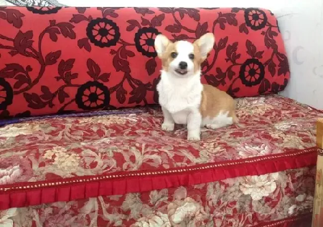 柯基犬|柯基犬喝完牛奶后全吐了是什么原因造成的
