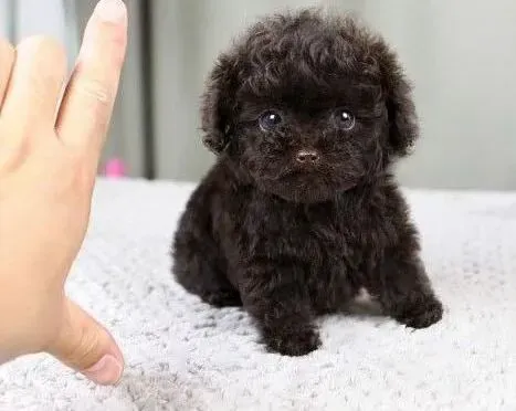 泰迪犬|保证泰迪犬迅速安静的小方法