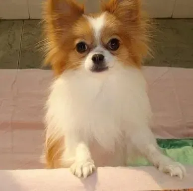 蝴蝶犬|蝴蝶犬驱虫后没精神，口吐黄液没事吧