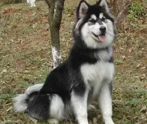 阿拉斯加犬|阿拉斯加犬患上鼻炎的病因及预防措施