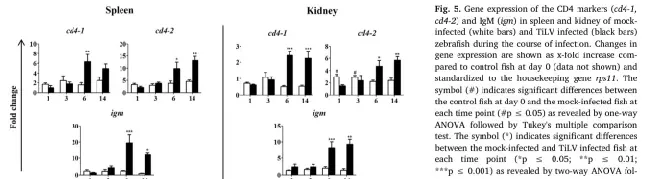 论文解读--斑马鱼对于罗湖病毒(TiLV)的抗病毒应答