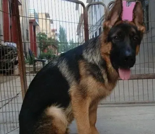 德国牧羊犬|德国牧羊犬的繁殖与饲养技术的特点