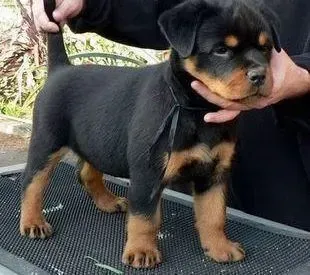罗威纳犬|请慎重对待罗威纳犬的穿鞋问题