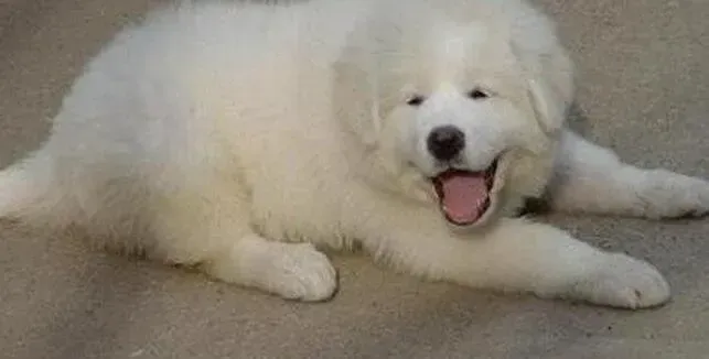 大白熊犬|三个半月的大白熊犬喜欢添脚为什么
