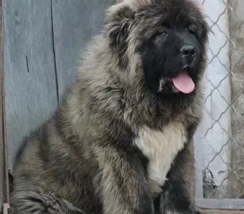 高加索犬|使用P链训练高加索犬需要注意一些什么问题
