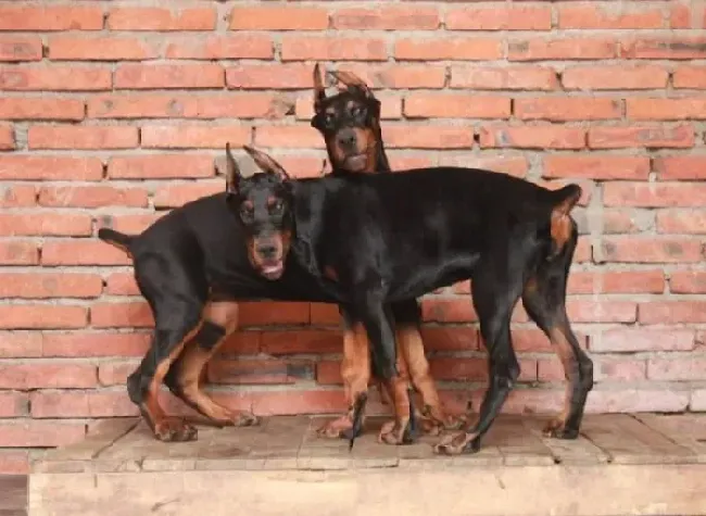 杜宾犬|怎样才能让杜宾犬度过难熬的夏季
