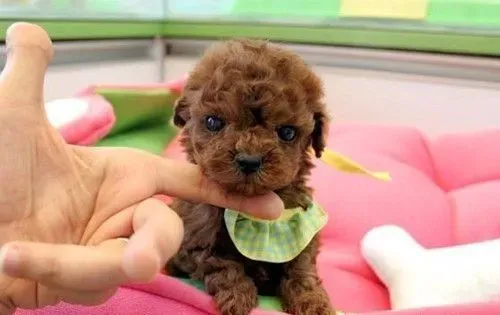 茶杯泰迪犬外形特点 外形和玩具泰迪熊犬类似 | 茶杯泰迪犬