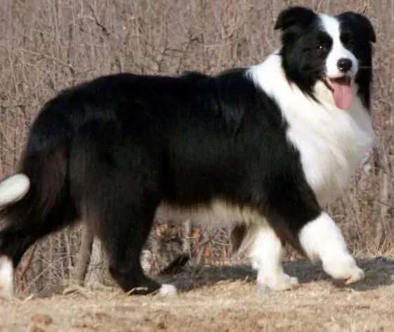 边境牧羊犬|最实用的健康书之三个方法解决边境牧羊犬便秘问题