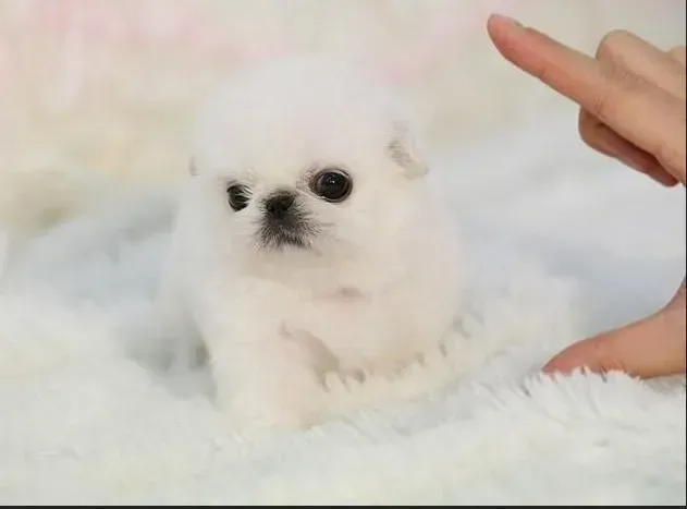 京巴狗|哪些食物是我们与京巴犬可以共食的