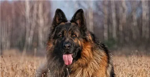 德国牧羊犬如何饲养 保证德国牧羊犬的营养需求 | 德国牧羊犬