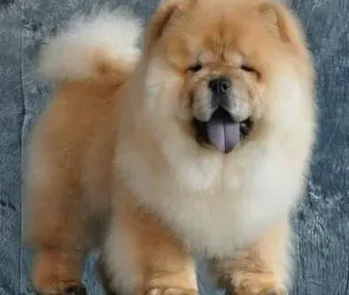 松狮犬|把松狮犬全身的毛发都剃光有什么坏处