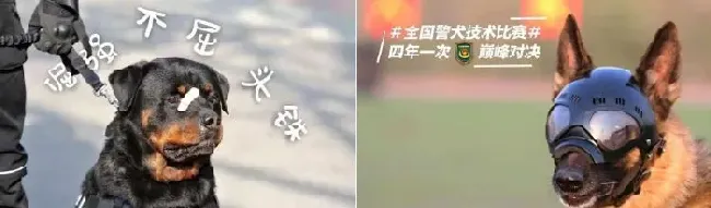 小黑警犬眉眼间横贴ok蹦 坚定小表情萌翻网友 | 狗
