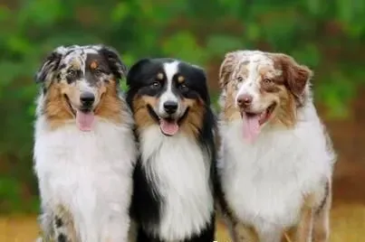 澳洲牧羊犬智商排名 澳洲牧羊犬还是很聪明的狗 | 澳洲牧羊犬
