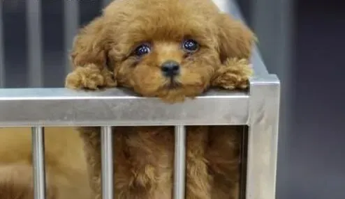 泰迪犬|合理饮食会让泰迪犬保持健康体态及优质毛发