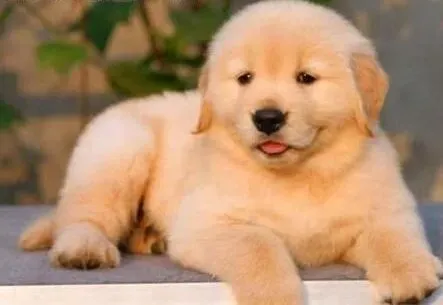 金毛|金毛犬年龄的鉴别与饲养方法的介绍