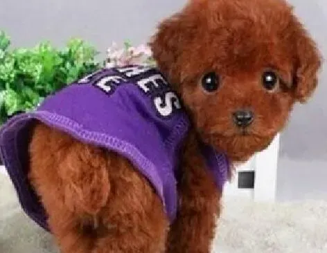 贵宾犬|给贵宾犬剪指甲时有哪些需要注意的事情