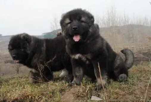 高加索犬|高加索狗狗的嘴部毛发泛黄该怎么清洁