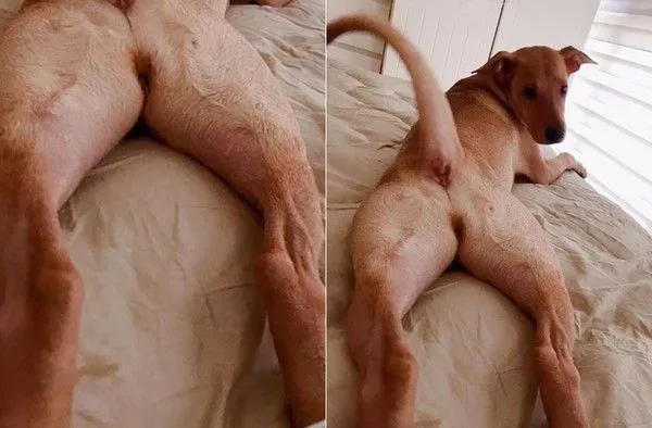 性感的蜜大腿配上翘臀 简直米克斯界的性感女王 | 狗