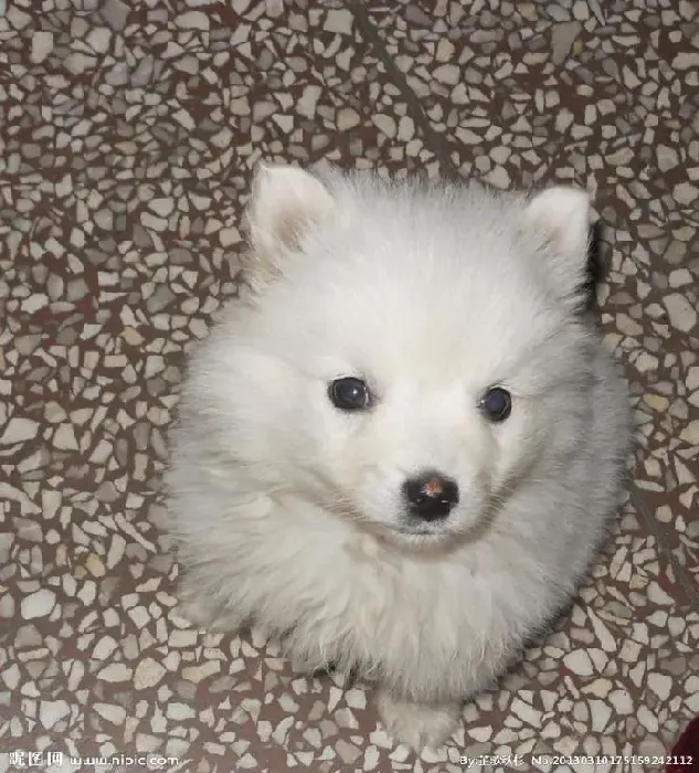 银狐犬|银狐犬拒吃狗粮的应对办法