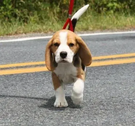 比格犬|宠物专家告诉你不同时期的比格犬科学运动时间