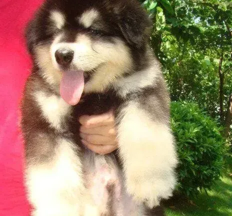 阿拉斯加犬|阿拉斯加犬吃鱼肉可以美毛吗