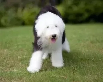 古代牧羊犬|如何制止古代牧羊犬打架的行为