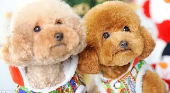 贵宾犬|治病良药宠物犬 饲养贵宾犬对人类的好处多