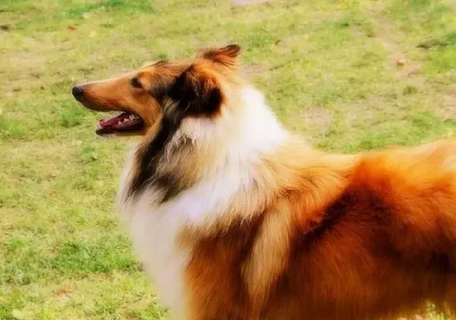 苏格兰牧羊犬|苏格兰牧羊犬最近为什么很喜欢伸舌头