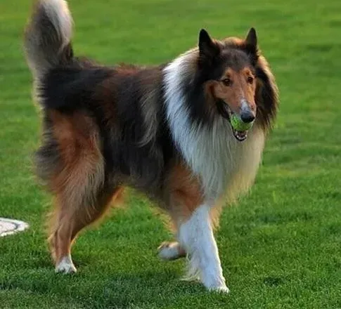 苏格兰牧羊犬|苏格兰牧羊犬嗓子里有痰应如何处理