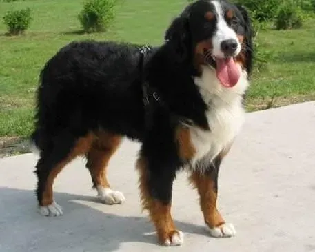 伯恩山犬|“武功”秘籍 训练出完美的伯恩山幼犬