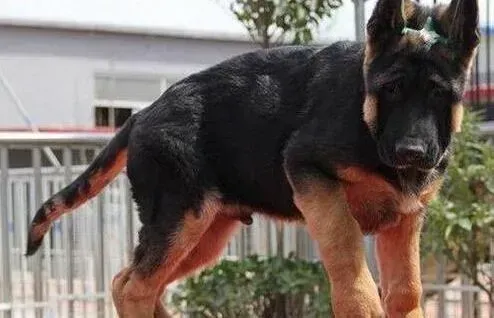 德国牧羊犬|德国牧羊犬患上细小应如何治疗