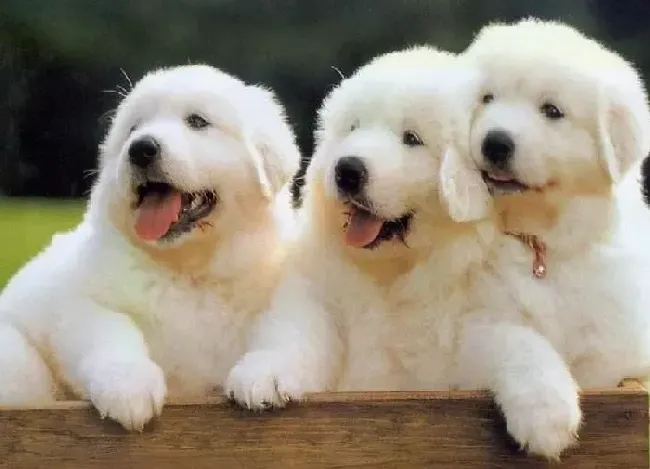 大白熊犬|黄金季节照顾大白熊犬须注意哪些内容