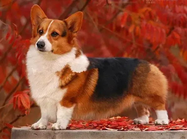 柯基犬|柯基犬睡觉时呼吸急促是不是感冒了