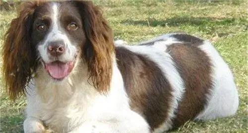 史宾格犬体味重吗 史宾格犬还是有一定体味的 | 史宾格犬