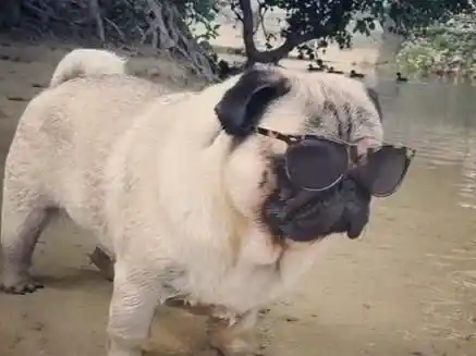 巴哥犬几个月可以训练 最好是从一个多月开始 | 巴哥犬