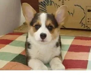 柯基犬|如何训练柯基犬学会文明如厕好习惯