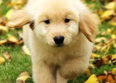 金毛|金毛犬为什么在睡着的时候尿尿