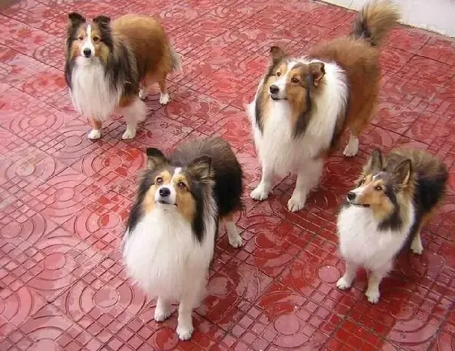 喜乐蒂|最适合喜乐蒂犬的饮食次数是多少