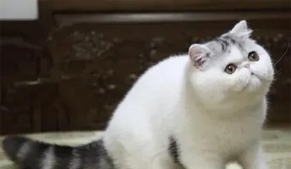 异国短毛猫的养护常识 洗澡要适度 | 异国短毛猫