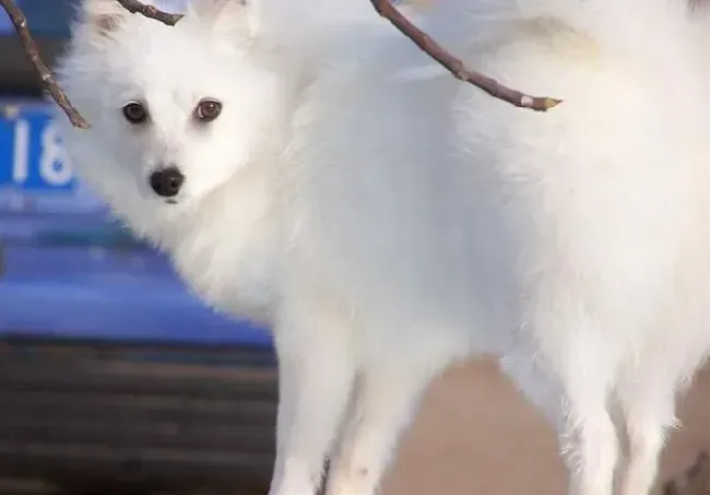 银狐犬|银狐犬昨日把袜子吃了这样有危险吗