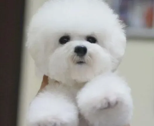 比熊犬|快速训练法 如何让比熊犬训练成功