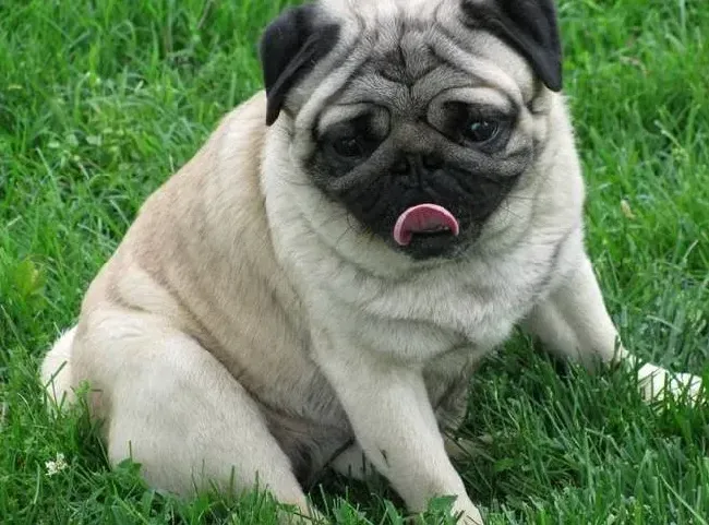 巴哥犬|两个月的巴哥犬患上细小怎么办
