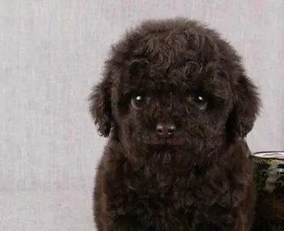 贵宾犬|护理宝典 如何照顾年老的贵宾犬