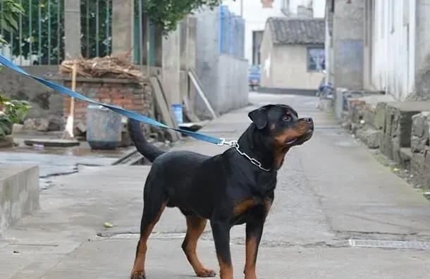 罗威纳犬的历史 这种犬属于斗牛英犬类 | 罗威纳犬