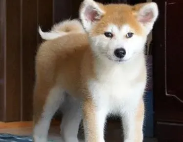 秋田犬|新生犬保健 新生秋田犬幼犬饮食全知道