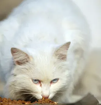 猫能吃西瓜吗 注意不能喂食冰西瓜 | 猫