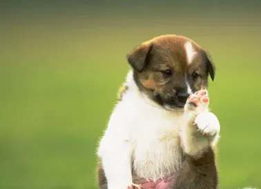 狗狗身上有皮屑 要特别注意营养的平衡 | 狗狗