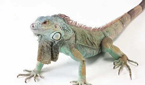 蜥蜴是不是恒温动物 蜥蜴是变温动物 | 蜥蜴